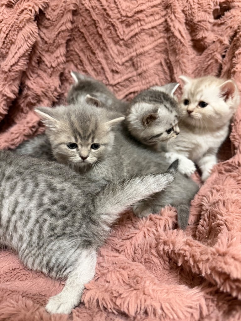 Beautiful Persian kittens. Last 3 to be Rehomed 