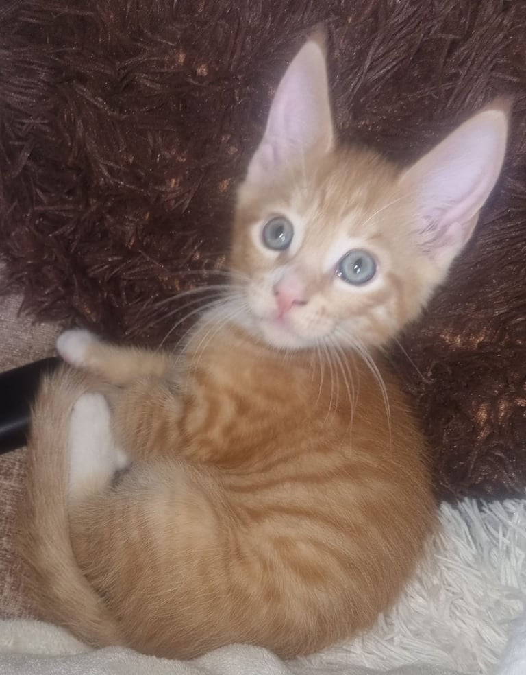 Russian blood line maincoone x