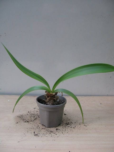 image for Amaryllis plant