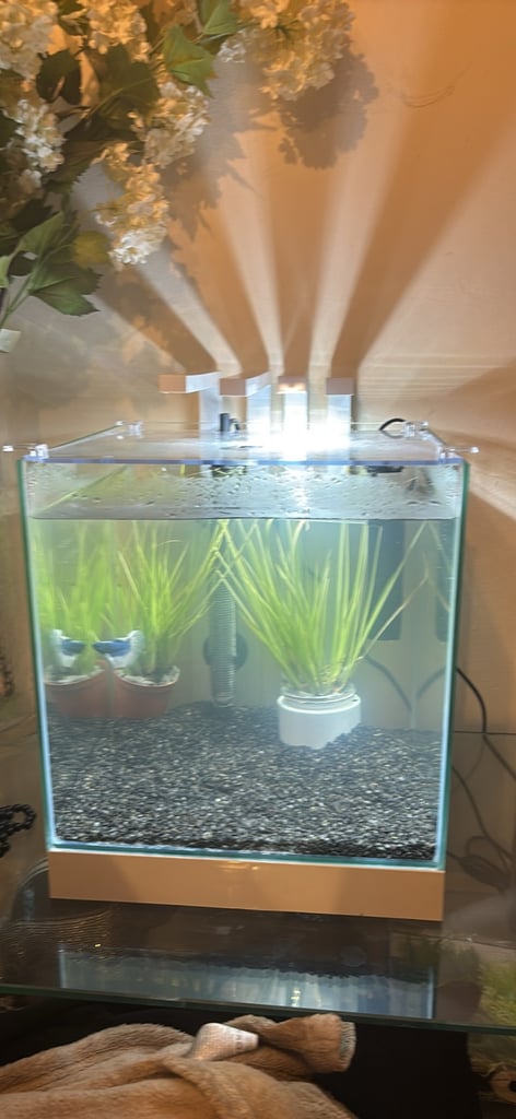 Betta fish with complete equarium 