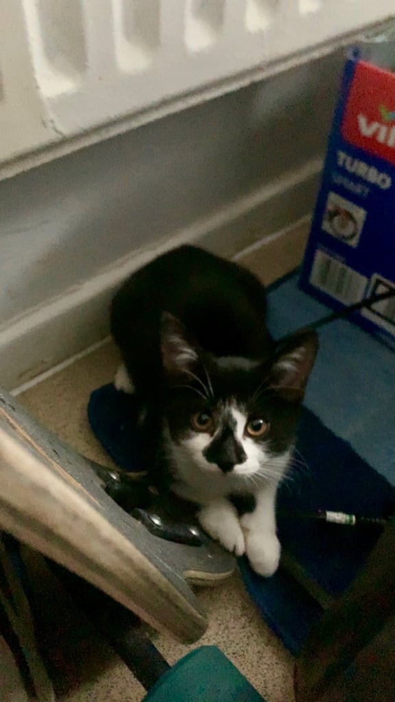 🐾Kittens for sale, urgent rehoming 