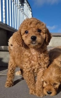  Cockapoo pups for sale.