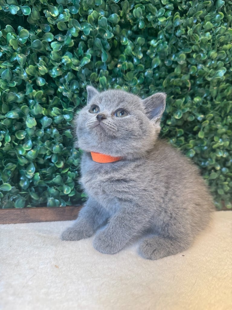 💕British Shorthair Blue Kittens💕