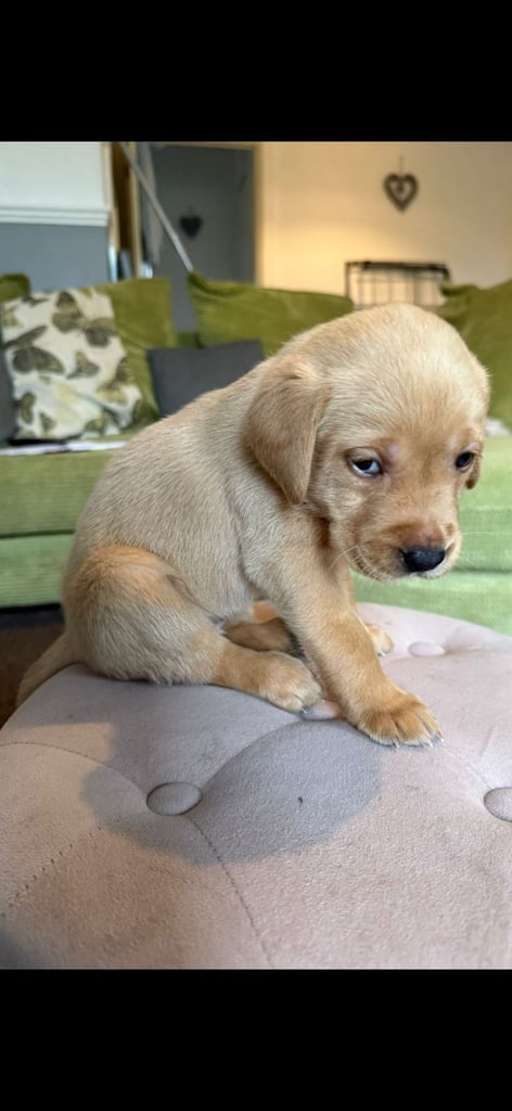 LABRADOR  PUPPIES READY FOR VIEWING