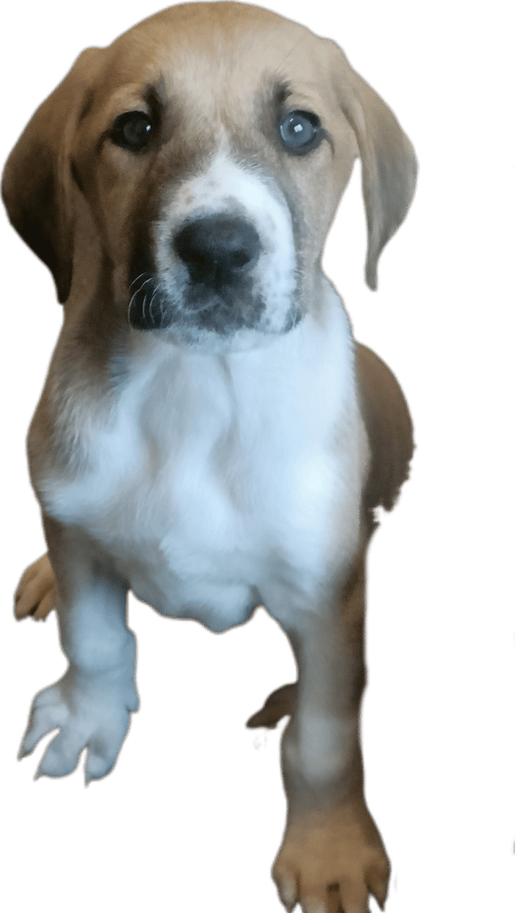 Mixed breed puppies for sale