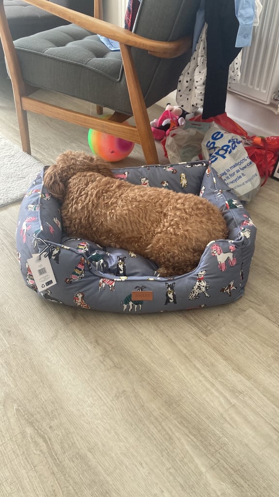 Beautiful Cavapoochon