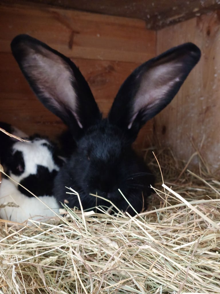 image for German giant boy