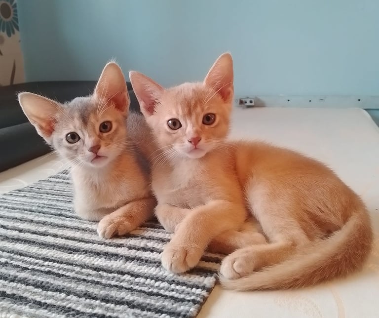 Stunning GCCF Abyssinian girl kitten.