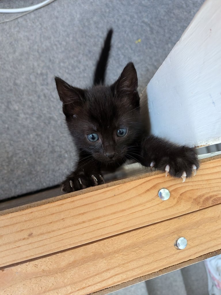 Gorgeous 8 week old kittens