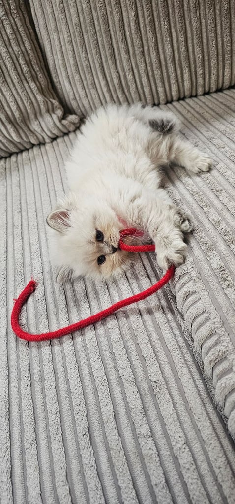 🐱 Gorgeous Persian × British Shorthair Kittens – Ready Soon 🐱