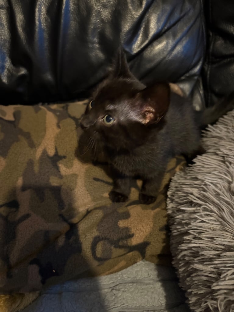 Bengal cross kittens 