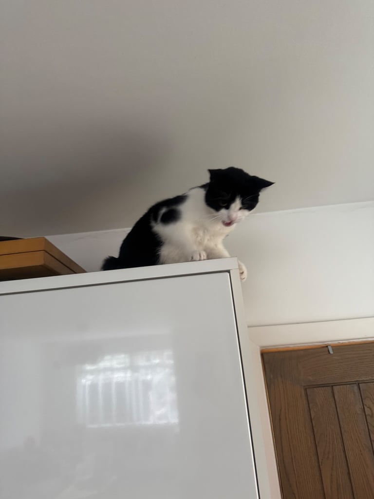 Black white indoor and outdoor cat