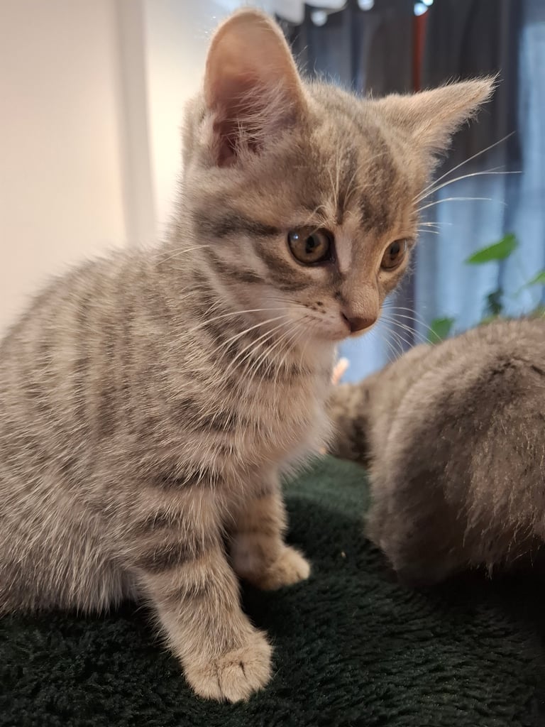Grey kitten ready now 
