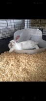 Male rabbit 2 years old (mainly indoor)