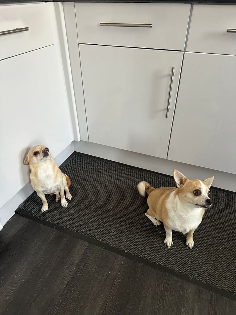 Chihuahuas for sale