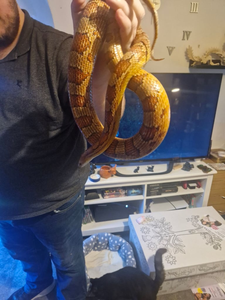 image for 2x snakes and Bearded dragon for sale 
