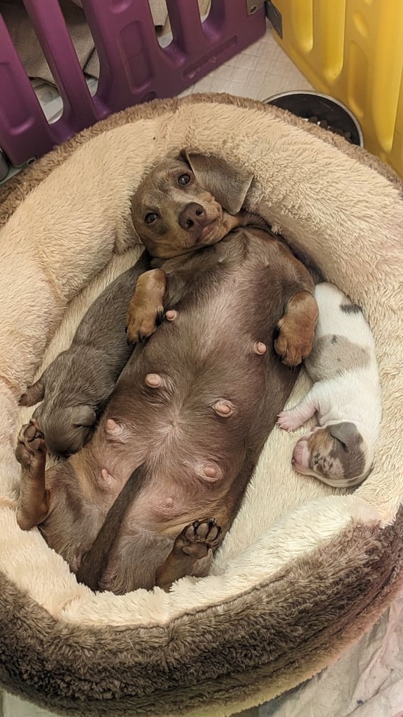 Miniature dachshund Isabella dapple pied