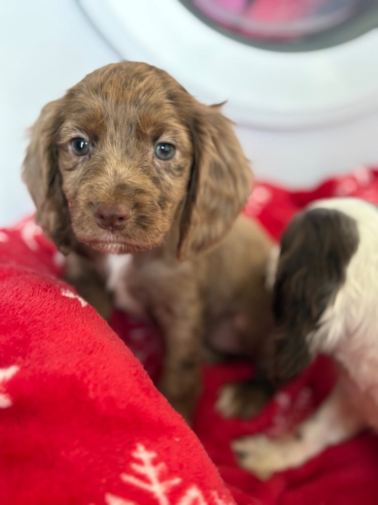 Beautiful Cocker Spaniel Puppys 😍