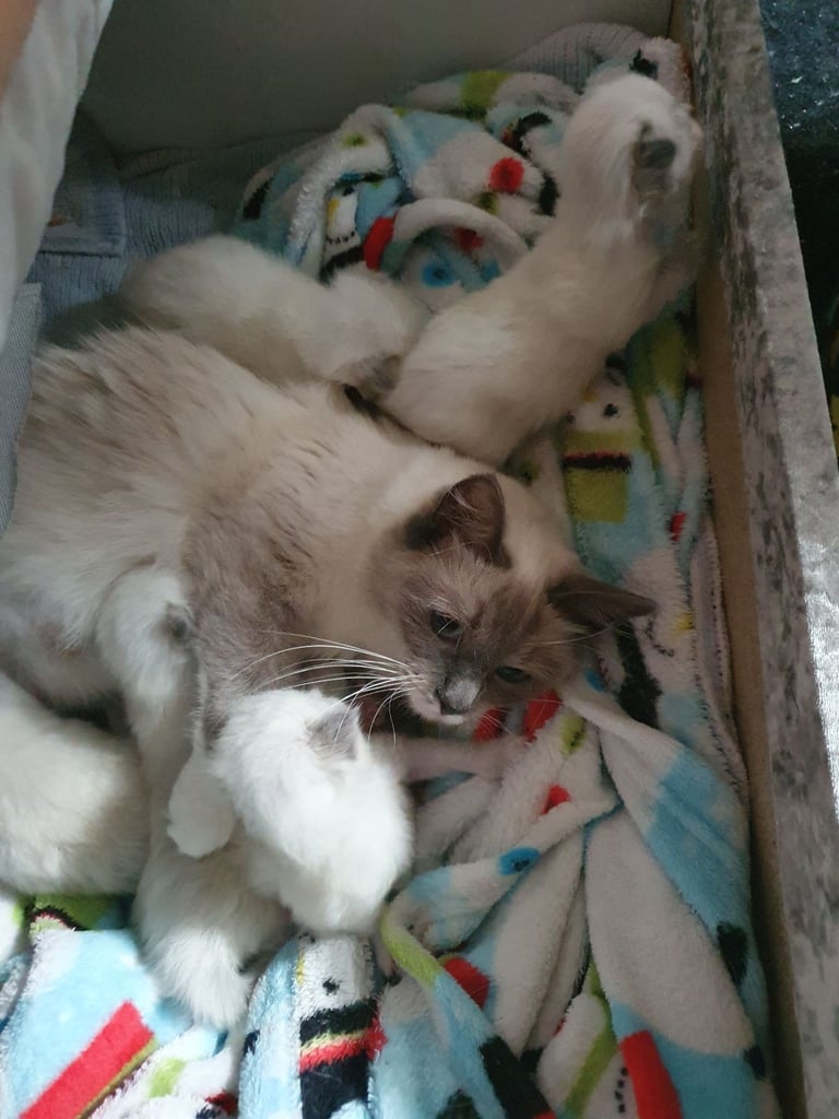 Ragdoll kittens for sale 