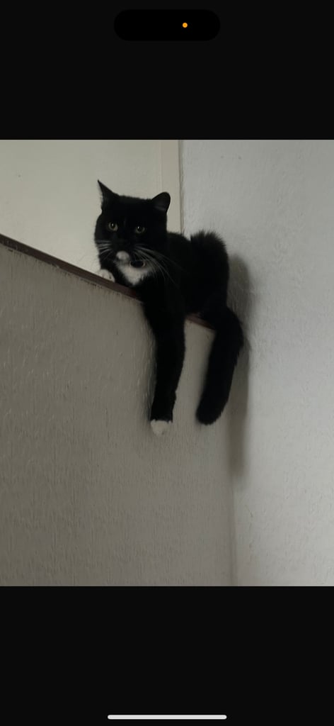 * READY TO TAKE* - Tuxedo MALE 1 YEAR 8 MONTH OLD Cat COCO