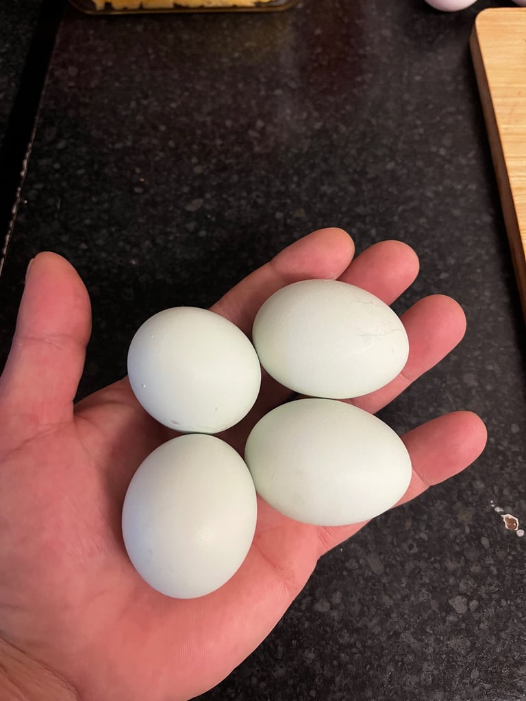 4 Ducks and 10 chickens 