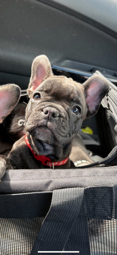 Bulldog Pups Pa French Bulldog Breeders French Bulldog Dogs