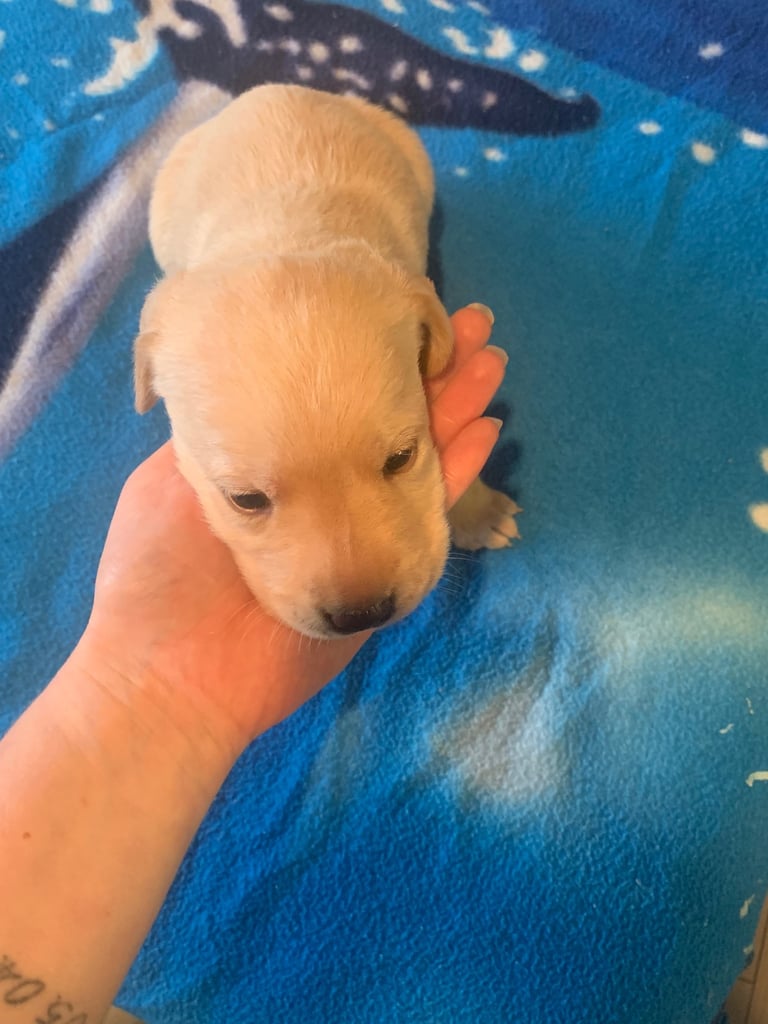Labrador puppies 