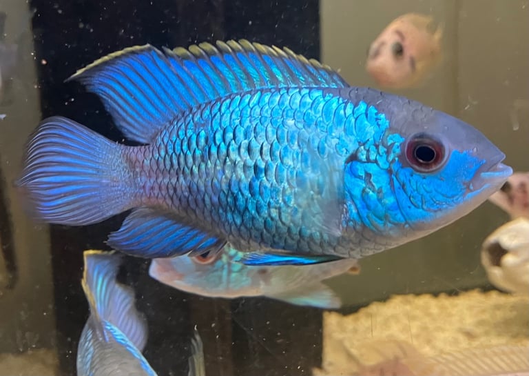 On peacocks and Electric blue Acara