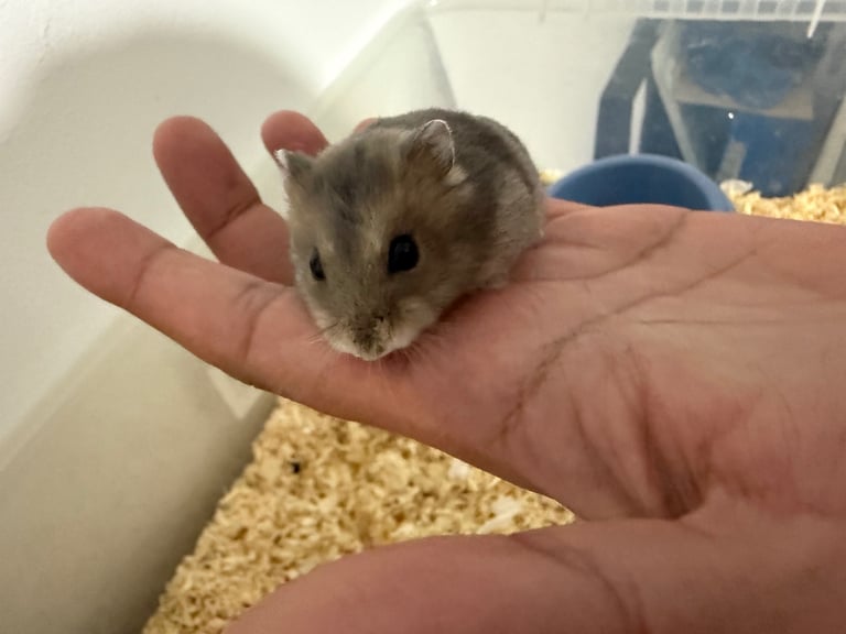 Russian dwarf hamster 
