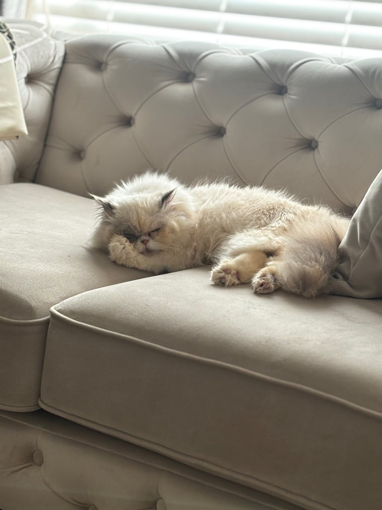 Persian cat- new loving home needed 