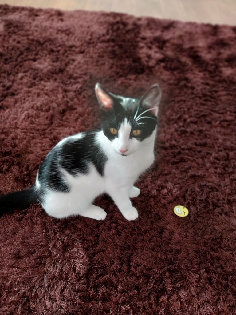 Kitten