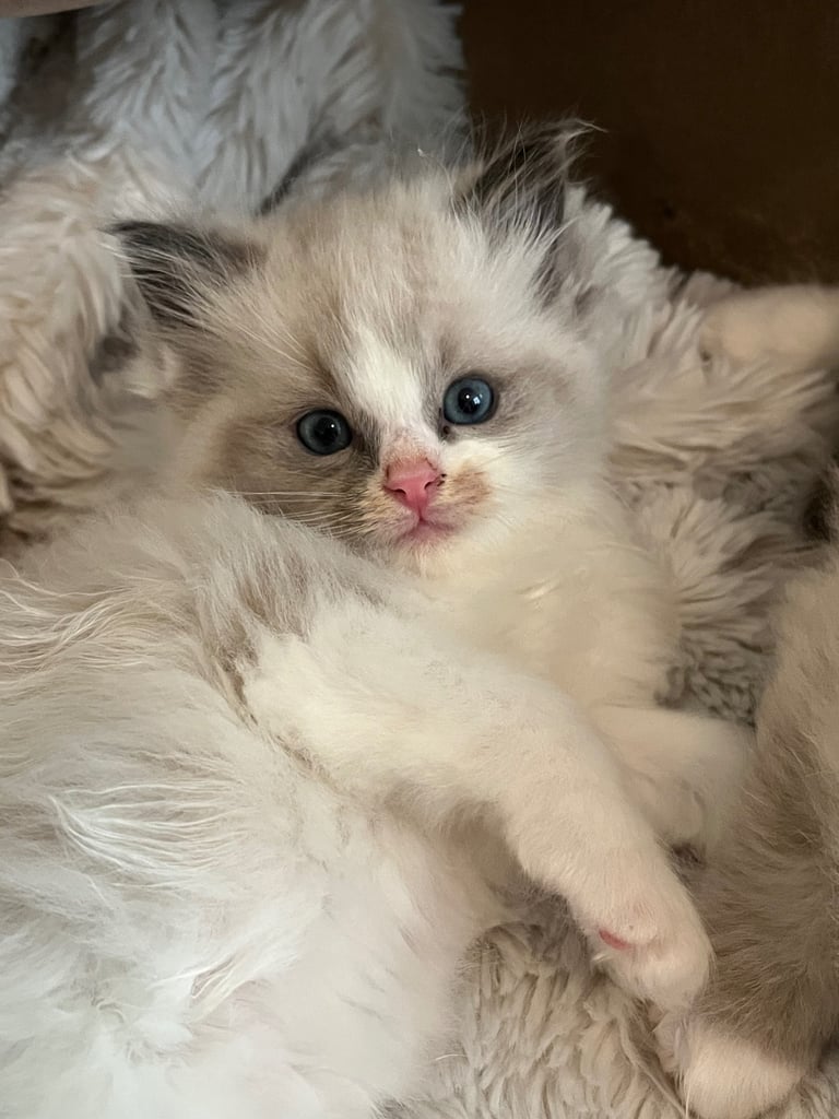 Gorgeous Bi-Colour Ragdoll Kitten – Male