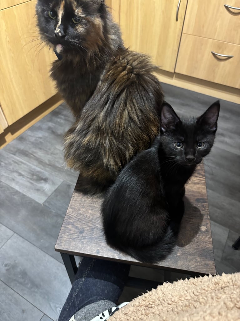 Maine Coon Cross kitten