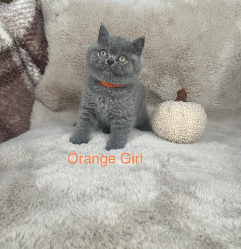 Beautiful British Shorthair Kittens