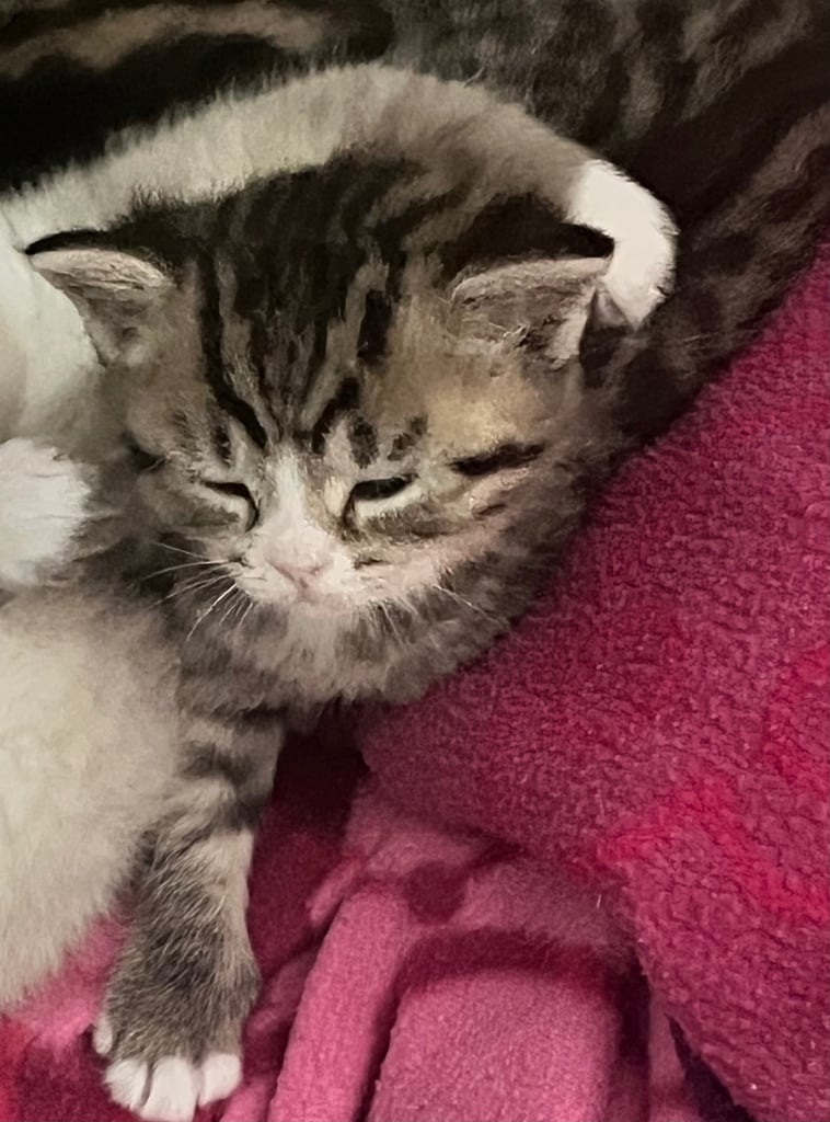 8week old British short hair 