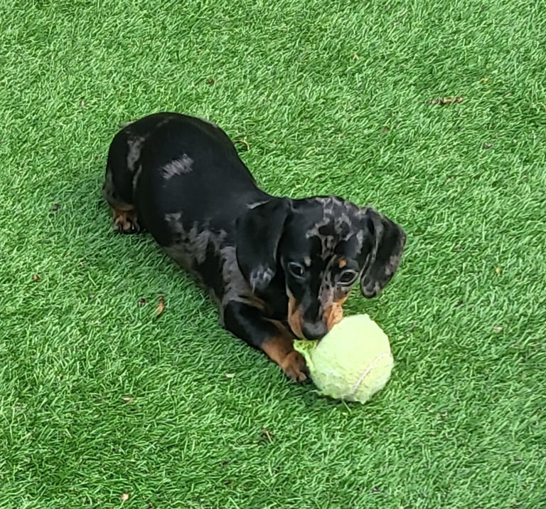 Dachshund minuture silver dapple Girlrl 