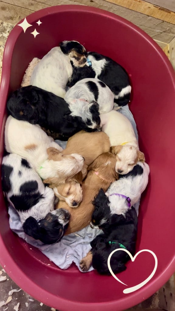Cocker Spaniel pups 🐶 Looking for Forever Homes🐶