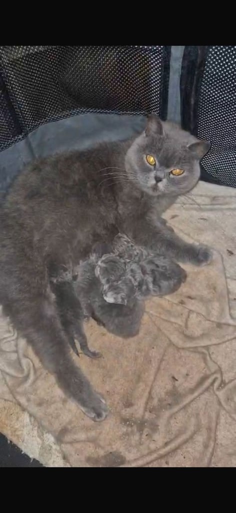 British shorthair 