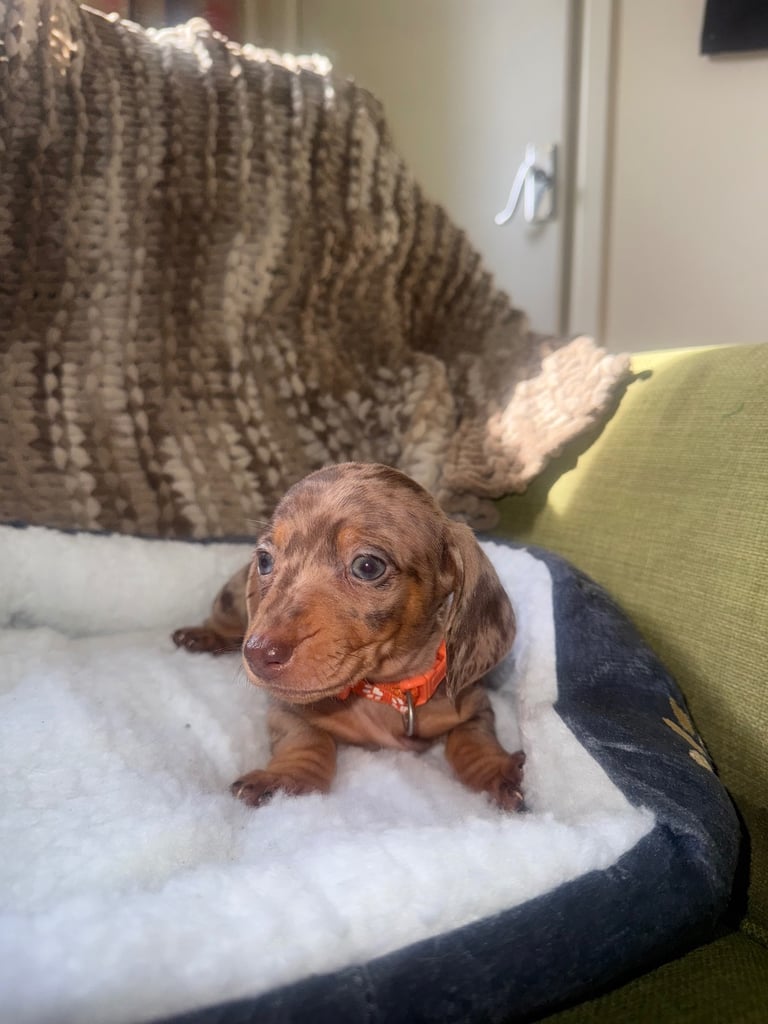 Ready to go! 1 boy left Miniature dachshunds puppies 