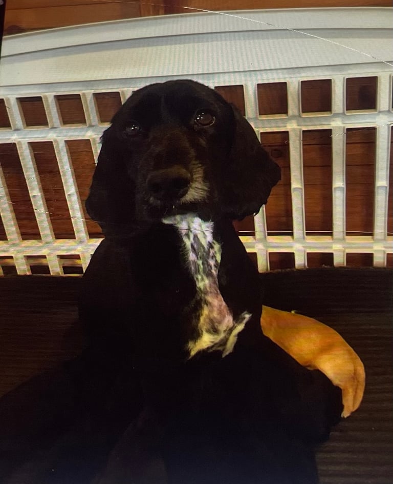 F1 cockapoos for sale