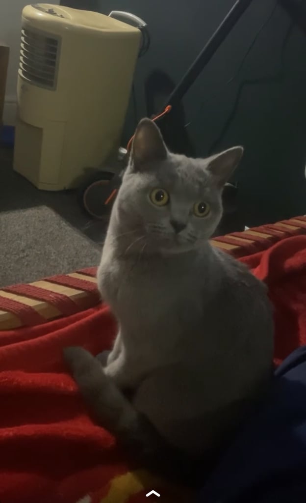 British shorthair female 