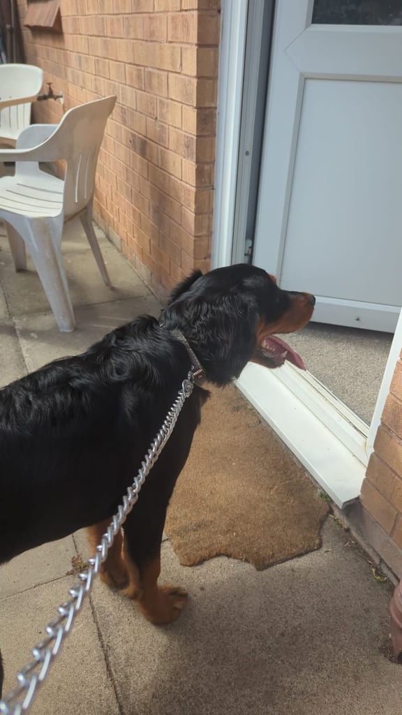 Spaniel x Rottweiler