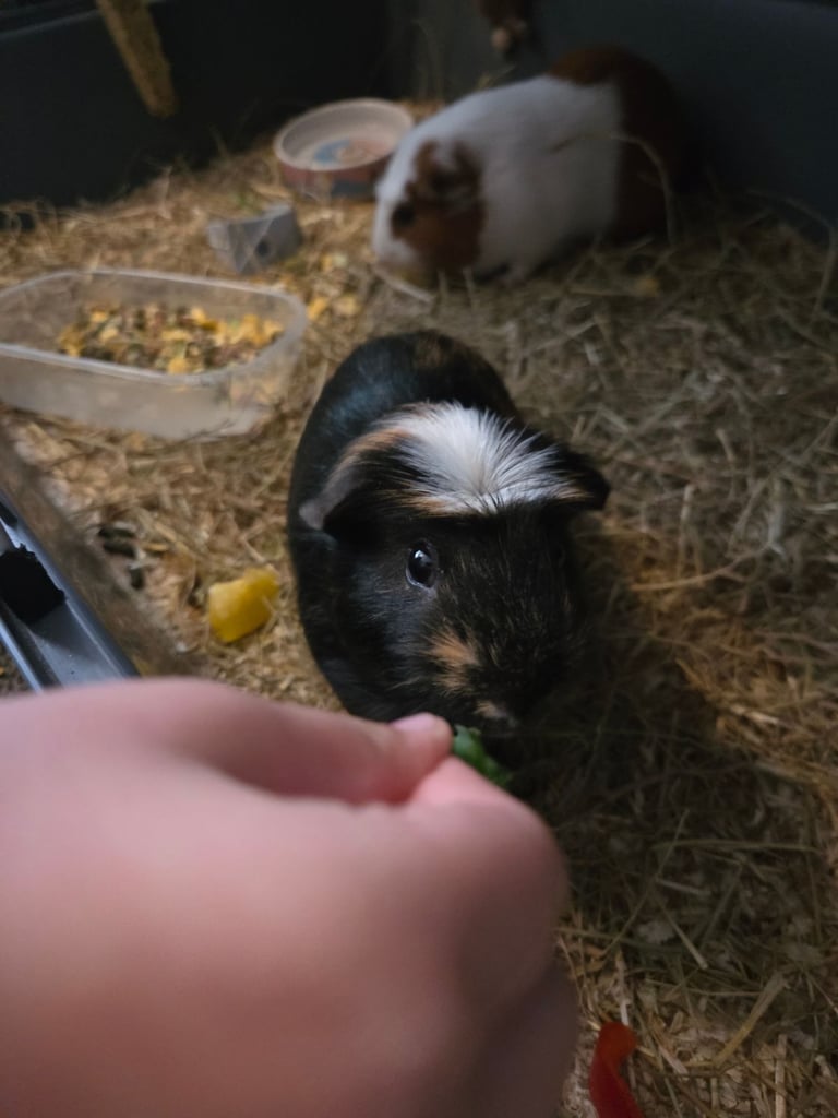 2 Bonded male guinea pigs