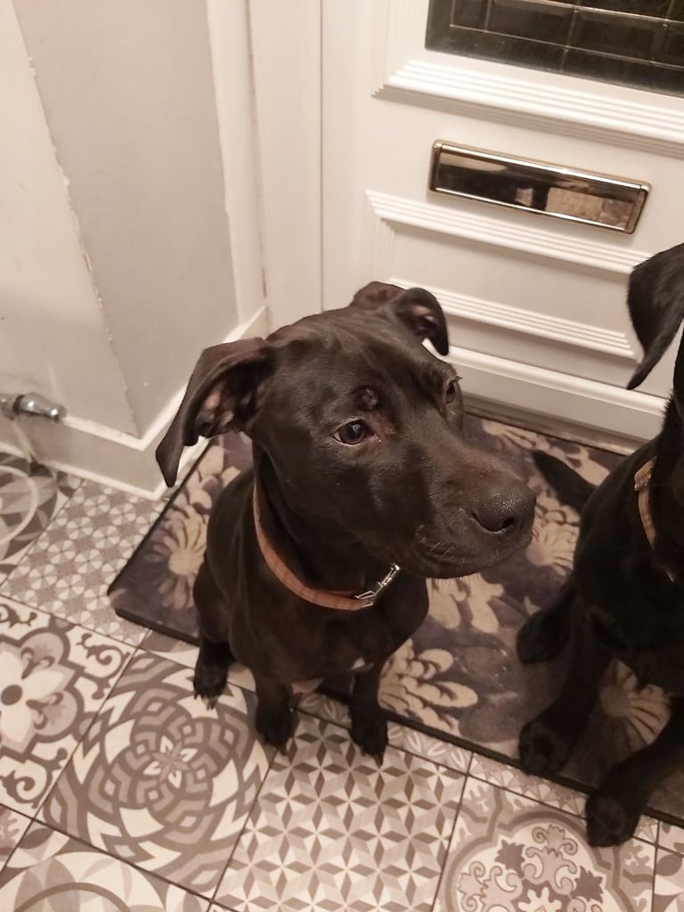 Lab Cross Puppies for Sale