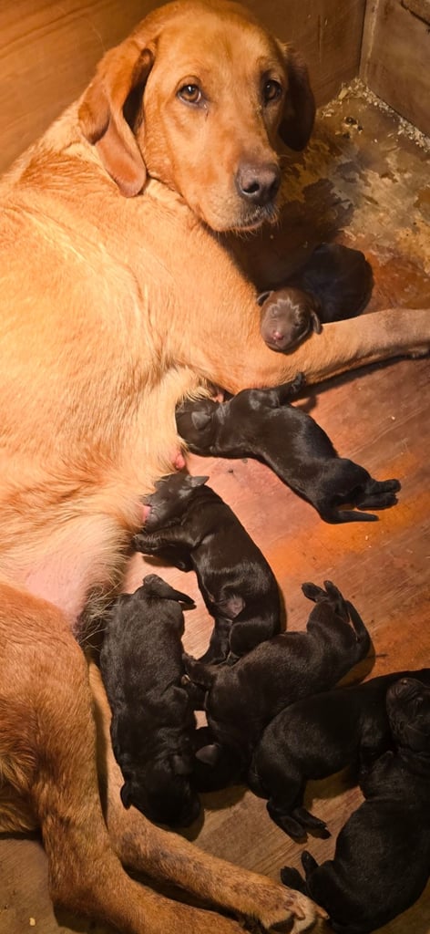 Beautiful black and chocolate labrador puppies 