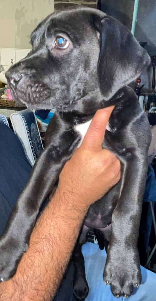 Presa canario x staffy