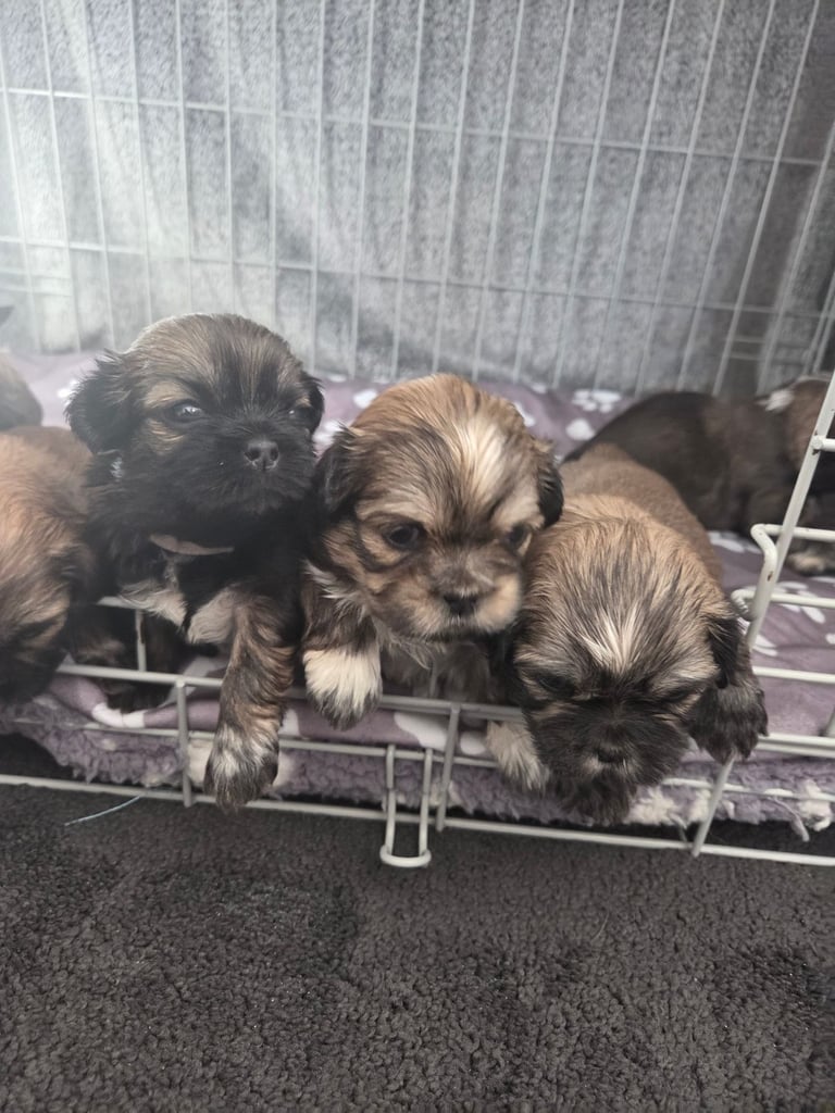 Shitz shu puppies