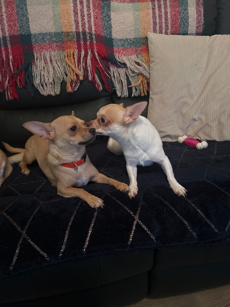 Chihuahua puppies 