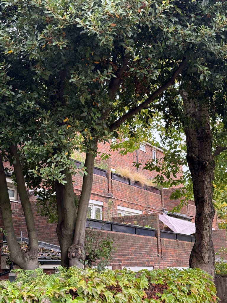 My one bedroom flat in London swap  only