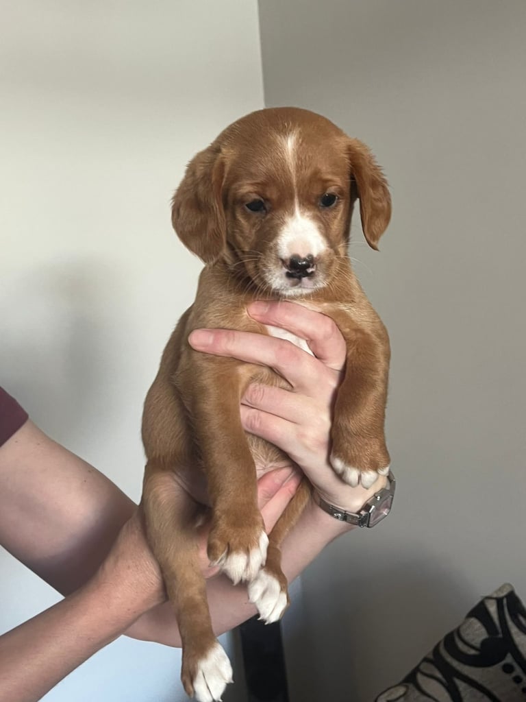 Fox red cocker spaniel pups 
